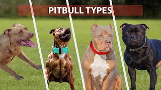 Types of PITBULL Breeds that are Popular Today  Pitbull Types 2021