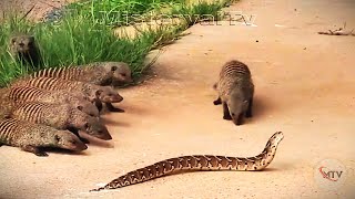 Snake vs. Mongoose: Even Fearless Mongooses Fear the Puff Adder!