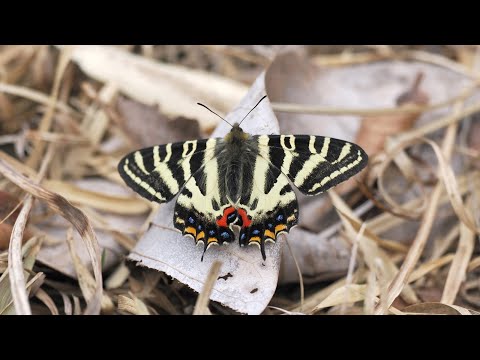 【遠征】ギフチョウの観察に行ってきました/I went to observe Luehdorfia japonica