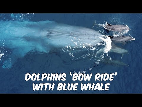 Dolphins Flip for Blue Whale | Dana Point, CA