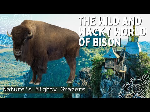 The Wild and Wacky World of Bison - Nature's Mighty Grazers-Animal Kingdom