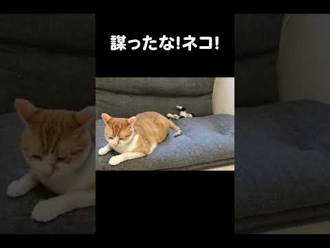 謀ったな！ネコ！　#保護動画 #cat #kitten #むー