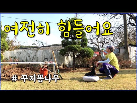 화단정리, 꾸지뽕 나무, 영산홍을 재배치 합니다 / countryside, gardening