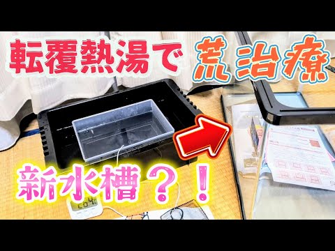 【メダカ】夜中に転覆だるまめだかを熱湯荒治療😳失敗新しい水槽60cm😂ヒーターの代替#飼育#越冬#だるま#湯煎#塩浴#加温