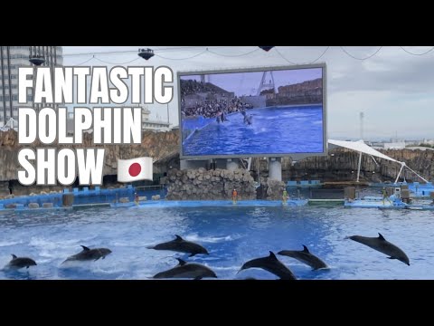 Amazing Dolphin Performance in Port of Nagoya Public Aquarium Japan #amazingjapan #nagoyaaquarium