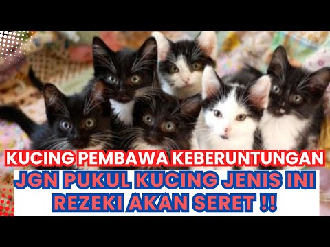 INI DIA!! JENIS KUCING PEMBAWA KEBERUNTUNGAN