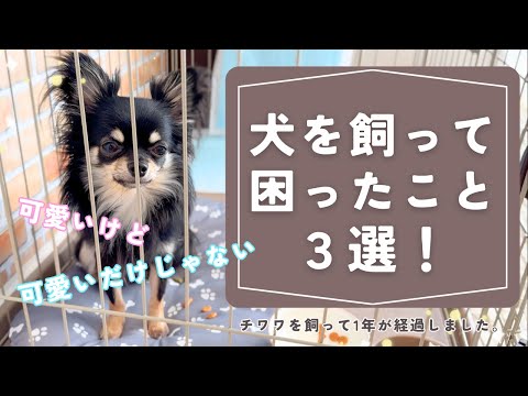 【犬を飼って困ったこと３選】チワワを飼って1年が経過しました。