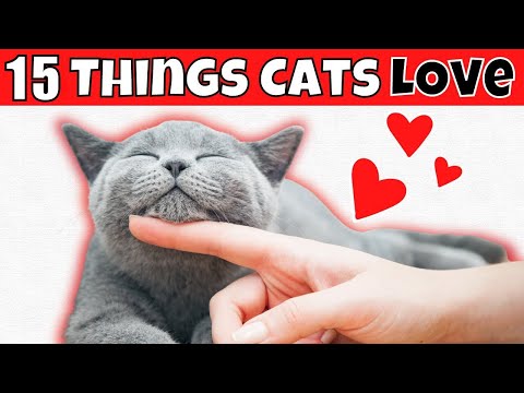 15 Strange Things Cats Love (#1 Might Surprise You)