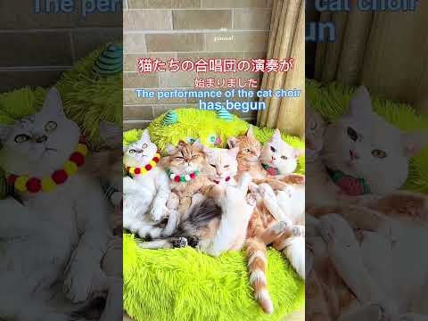 猫家族の成長物語#The growth story of the cat family #猫の合唱団the performance of the cat#甘えん坊茶トラ猫家族#cutestcats