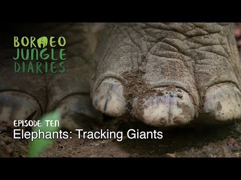 Borneo Jungle Diaries: Episode Ten - Elephants: Tracking Giants [UHD/4K] SZtv