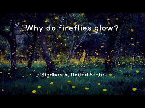 Why do fireflies glow?