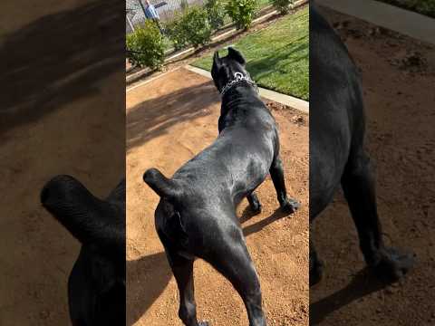 He thinks everybody wants the smoke 💀 💨 #Lostfiles #raisingbane #canecorso #banethedog