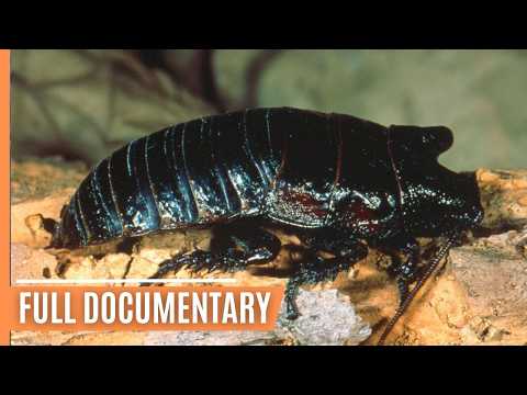 The Greatest Tricks: Survival Secrets of the Animal Kingdom | Full Documentary