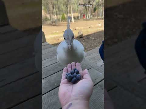 Getting McCloud to trust me #birds #peacocks #funnyanimals