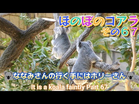 ほのぼのコアラ　その６７　🐨ななみさんの行く手にはホリーさん🐨（東山動植物園）It is a koala faintly Part 67