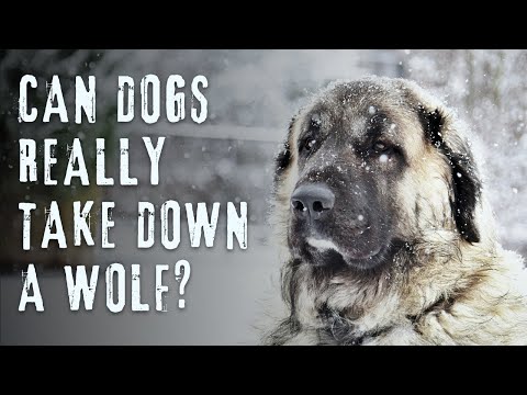 Dogs vs. Wolves: The Ultimate Showdown