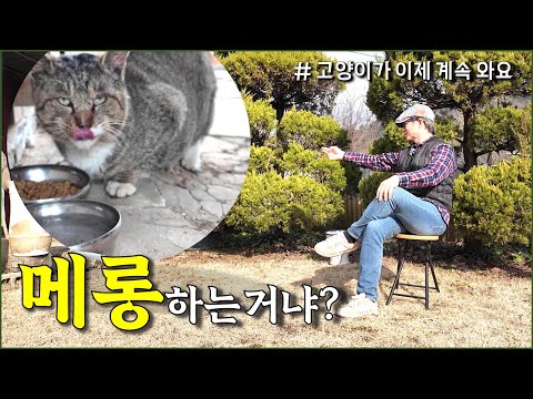 길고양이 길들이는중... 함께 잘 지내고 있습니다 / wild cat, countryside, stray cat