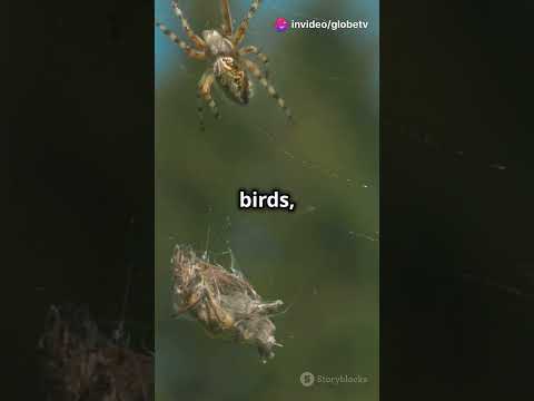 The Spider That Eats Birds and Snakes! #GoliathBirdEatingSpider #animalfacts #weirdnature