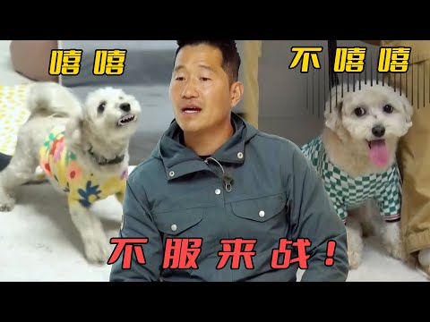 訓犬師要和小狗單挑，對方卻一秒化身慫狗，眼神比大學生還清澈