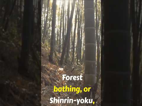 The Healing Power of Nature | Why Forest Bathing is the Ultimate Stress Buster | Shinrin-Yoku