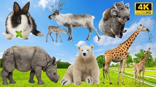 4K Wild Animal Sounds: Rabbit, Rhinoceros, Bear, Deer, Giraffe, Koala - Adorable Animal Moments