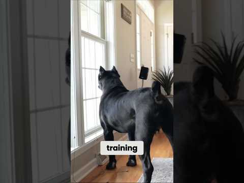 Cane Corso Breed Appropriate Training #canecorso #dog #shorts