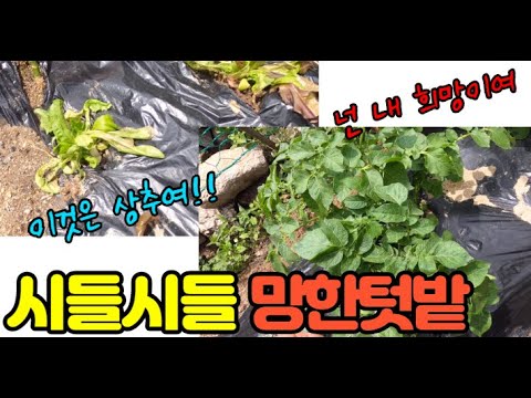 #33 [귀촌 브이로그] 3평 텃밭 가꾸기(시들시들어가는 상추)