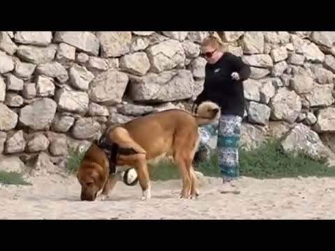 Guapo in World Famous Cala Conta , Ibiza Spain