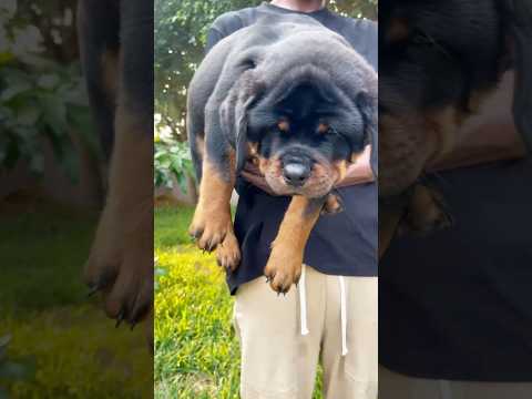 Pedigree male Rottweiler puppy available. Contact +233553284056 #rottweiler #dog #shorts