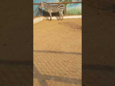 zebra🦓🦓#zebra #animals #zebravideo