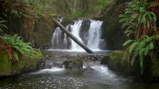 Forest Nature Sounds Soothing Calming Music #forestsound #watersoundsforsleeping