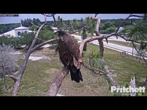 Southwest Florida Eagle Cam