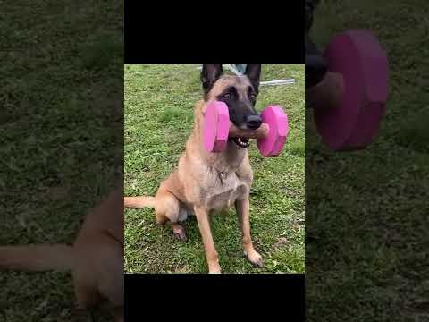 Watch this! The Incredible Malinois (Belgian Shepherd) Dogs!