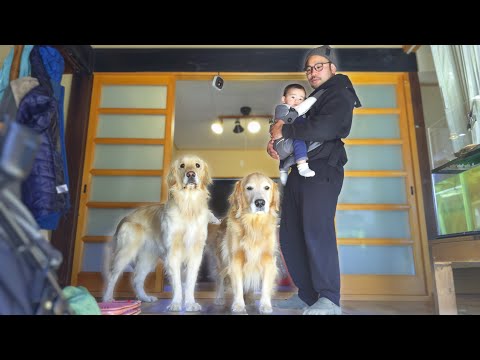 【ワンオペ】パパ一人で０歳児と大型犬二頭を子守りする事になりました。