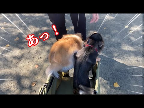 興奮して悲劇が‥！？【チワワ多頭飼い】