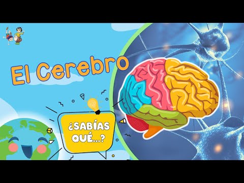 ¿Sabías qué...? - El cerebro #Shorts