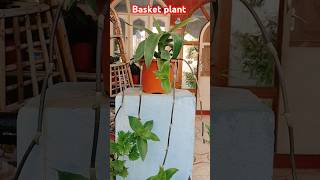 How Great God's Creation Friends # Basket plant##mylittlegarden #formorevideos