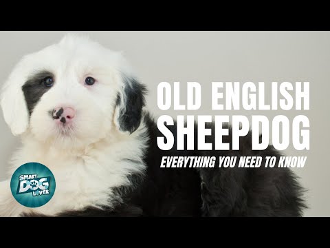 Old English Sheepdog 101: Everything You Need To Know