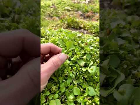 One Handful of Miner’s Lettuce Contains 90 mg of Vitamin C.🌱