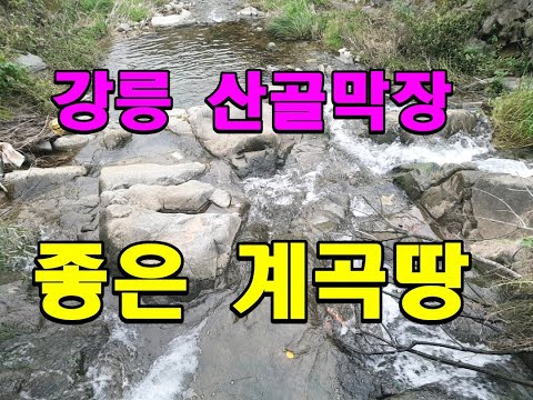 강릉 산골짜기끝 아주좋은 계곡땅 870평 주위소나무가득/강릉부동산/강릉토지