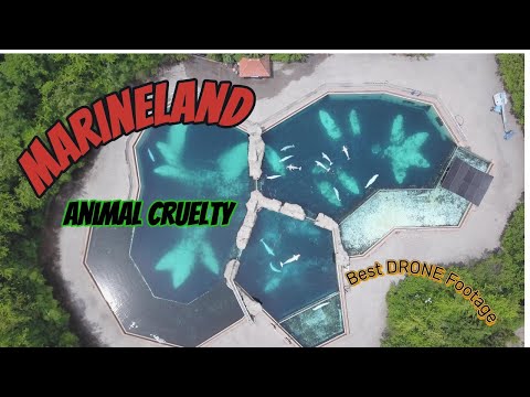 Marineland has 30 Beluga whales in small tanks. Drone footage