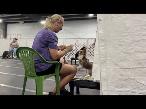 Willows Third Puppy Class- a little rough but a lot of good stuff too!