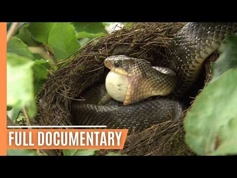 Venomous Vipers of Austria - Danger in the Alps | Full Documentary