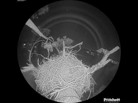 Southwest Florida Eagle Cam - Cam 360