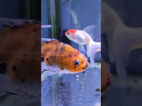 [金魚]　金魚動画　今週中休みいただきます…　