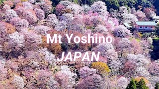 Mt Yoshino Cherry Blossoms Highlights | Japan Best Sakura Spots in Nara