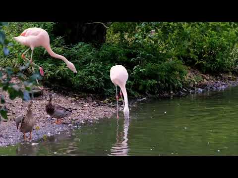 Wildlife and nature videos - Bird is beautiful creature on our planet