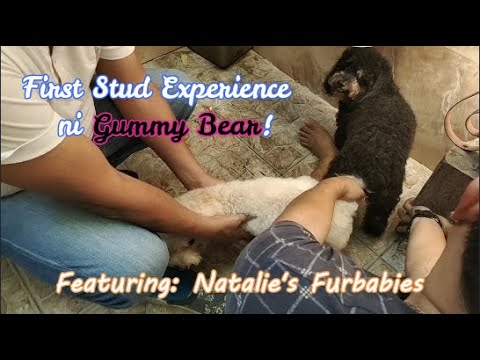 Gummy Bear's First Stud Experience