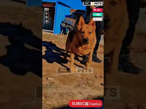 German Shepherd dog saw Rottweiler #youtubeshorts #shorts #rottweiler