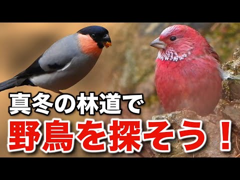 オオマシコと美しい野鳥たちの心揺さぶる物語～